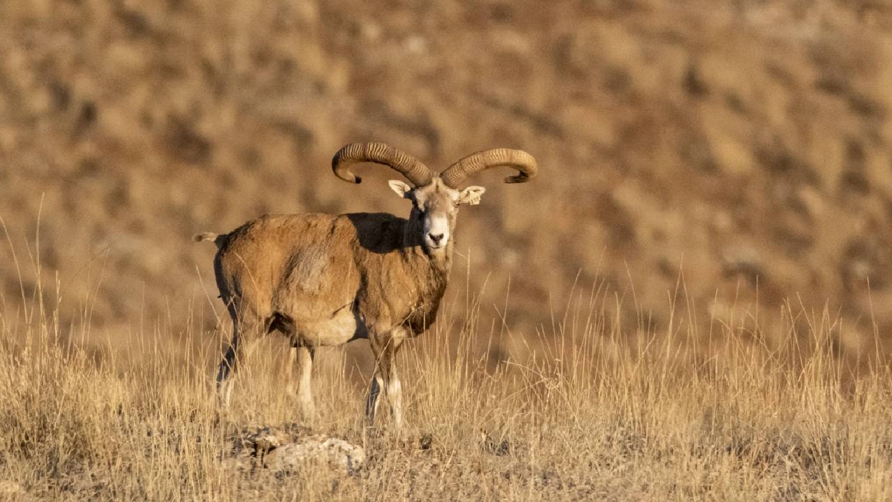Koruma altındaki Anadolu yaban koyunları
